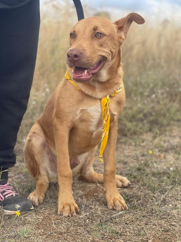 Beep, cucciolone mix pitbull 7 mesi Foto 7